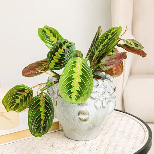 prayer plant for Gifting