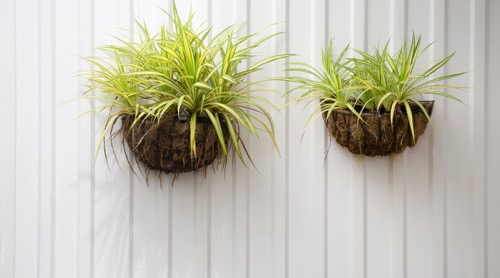 Spider Plant Wall Decor Ideas Metal Hangers with Moss