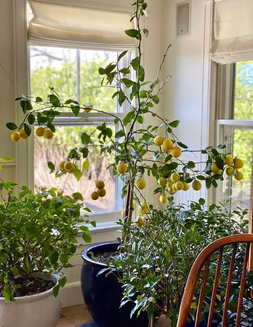  Best Lemon Tree Varieties for Containers