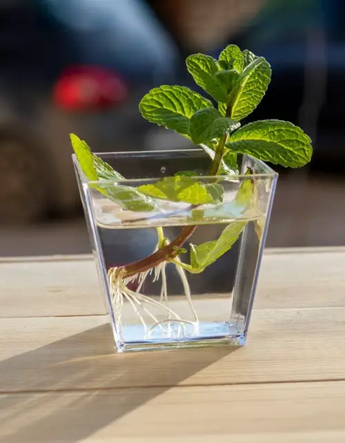 Best Indoor Herbs to Grow from Cuttings