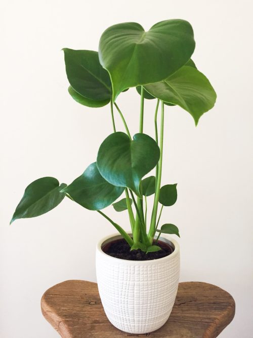 Monstera Fenestration Stages juvenile stage 