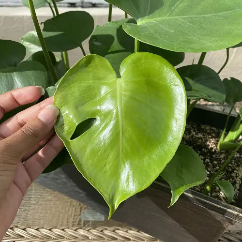 Monstera Fenestration Stages 