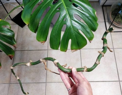 What is a Monstera Node
