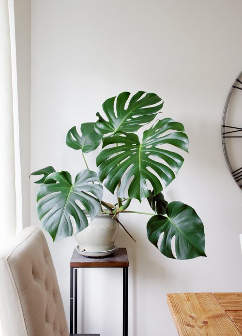 Monstera Fenestration Stages Mature
