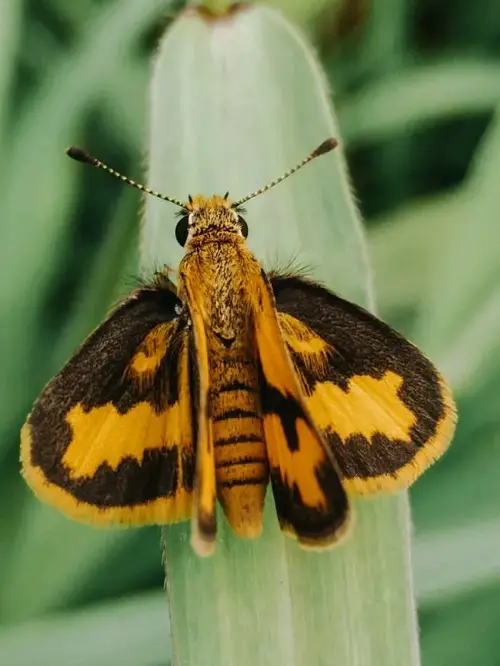 Moth Symbolism by Color