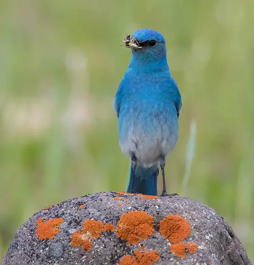 best Blue Birds in Michigan