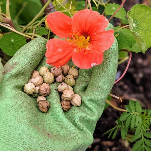 best Blossoms that Emerge from Petals