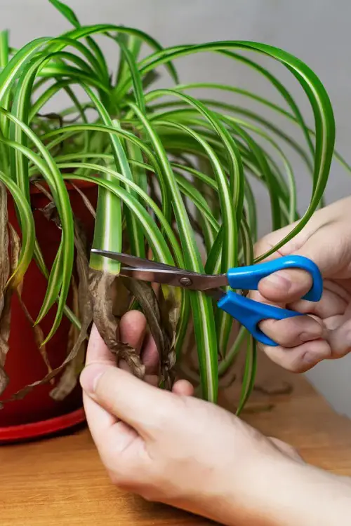 Reasons and Solutions for Spider Plant Brown Tips