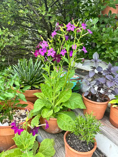 Purple Annual Flowers17