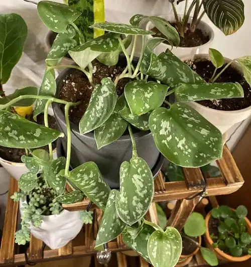 underwatering Pothos Leaves Curling Reasons and Solutions