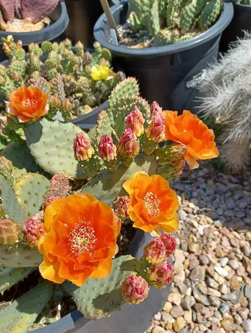 Orange's Most Beautiful Succulents