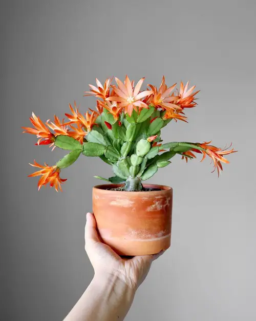 Most Beautiful Succulents in Orange