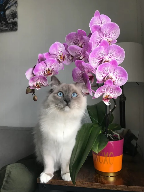 loevly Flowers that Are Safe for Cats