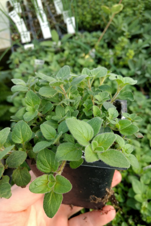 Top best Indoor Herbs to Cut and Plant
