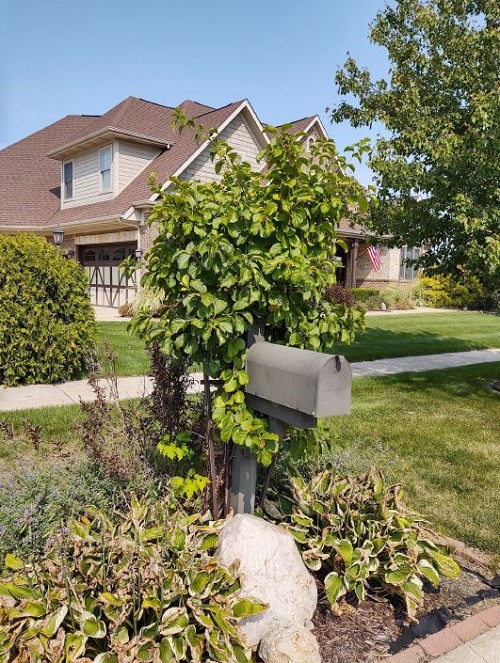  Vines that Kill Trees near house