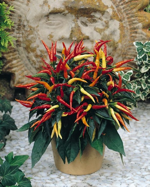 Bloom in Late Fall and Winter