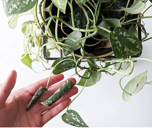 Pothos Leaves Curling root bound 