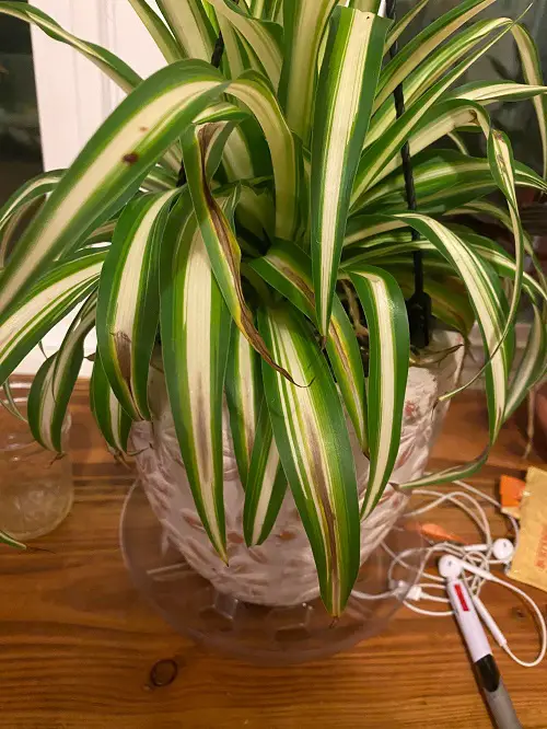 Spider Plant Brown Tips humiditiy