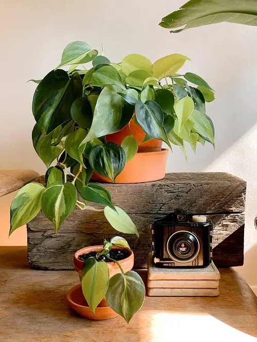 Overwatered Philodendron 1