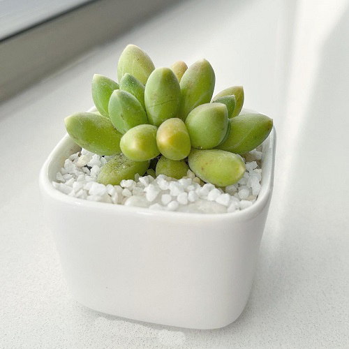Succulents That resemble Peas