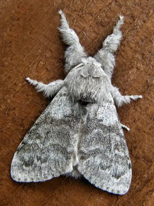 amazing Fluffy and Fuzzy Moths 5