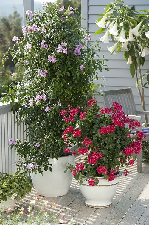 Gorgeous Vines with Pink Blossoms 