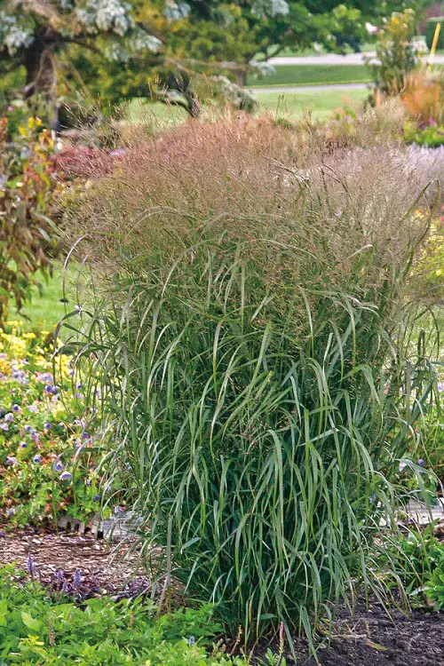 Beautiful Grasses that Flower in pink colour 