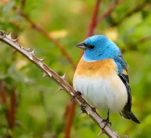 Blue Birds in Michigan in stem