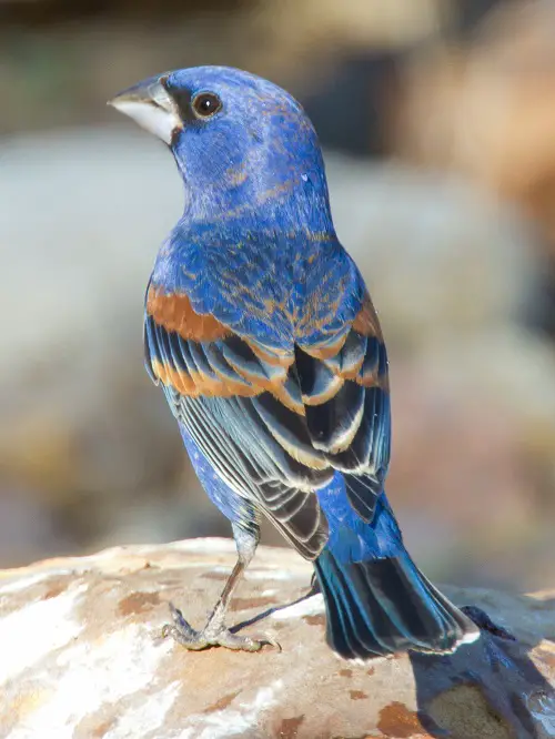 lovely Blue Birds in Michigan