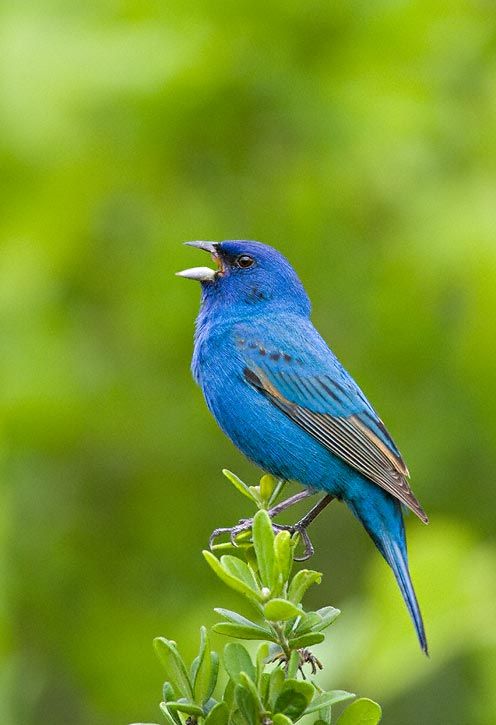 Amazing Blue Birds in Michigan