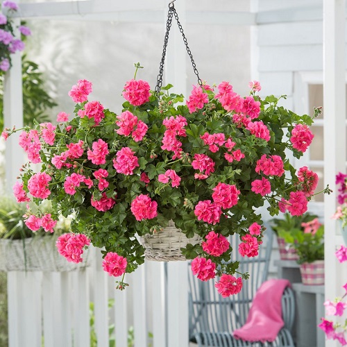 Best Indoor Flowering Vines hanging