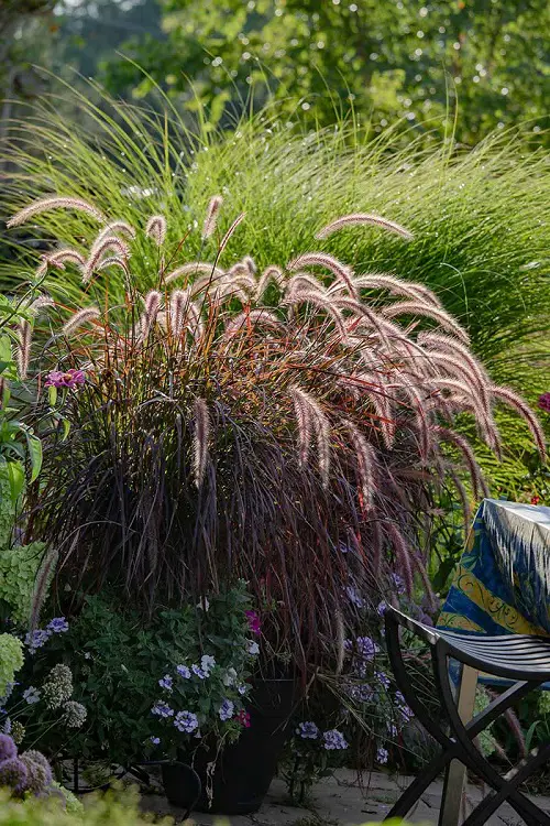 Grasses that Flower 7