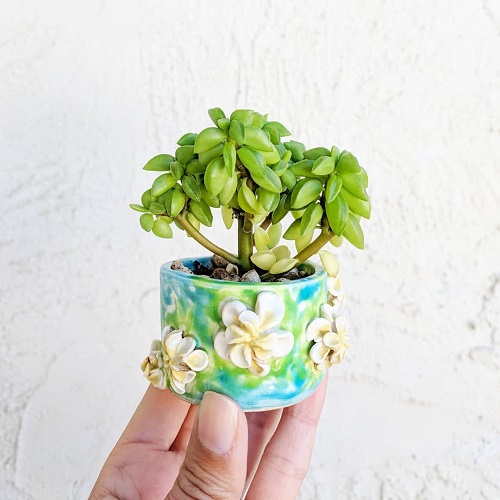 lovely Succulents That Look Like Peas