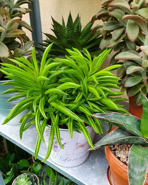 Succulents That Look Like Peas