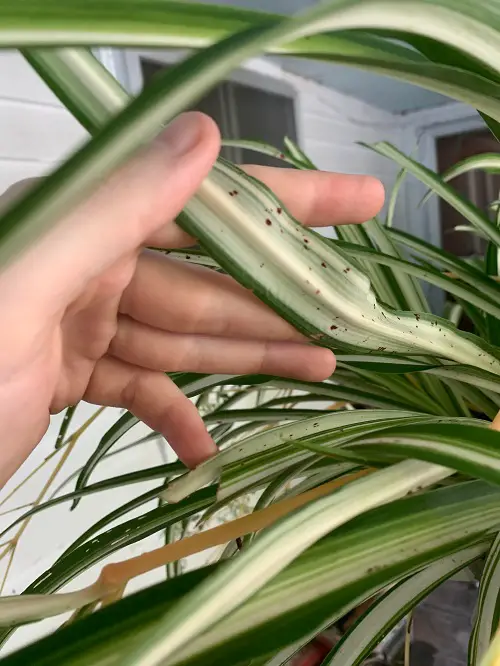 Spider Plant Brown Tips Reasons and Solutions