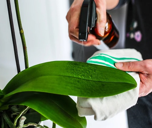 The Ultimate Orchid Care Guide for Beginners