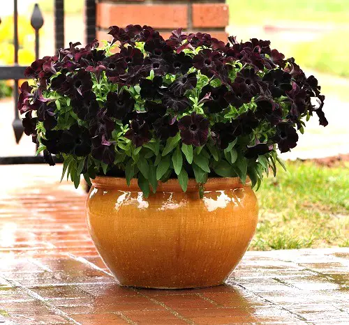 black petunia 9