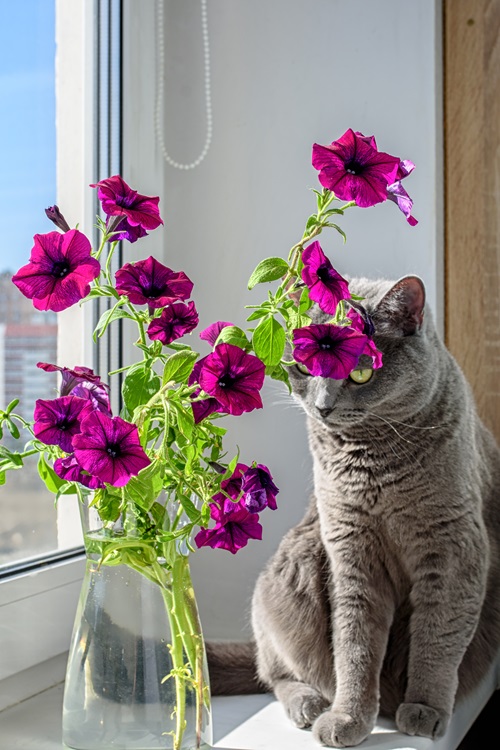  Flowers that Are Safe for Cats near window