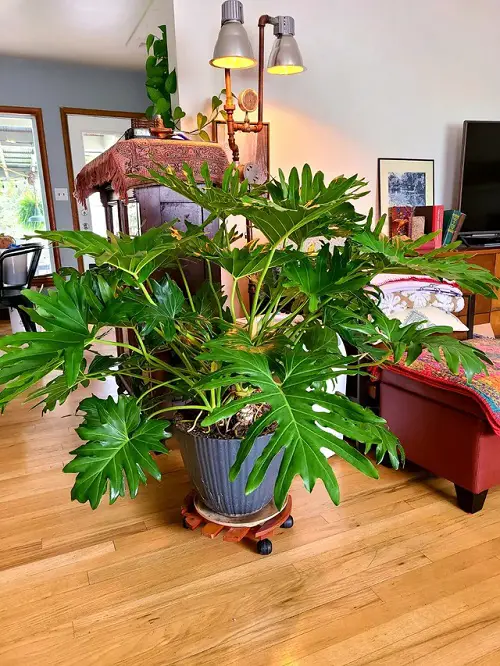 Philodendrons in Home 8