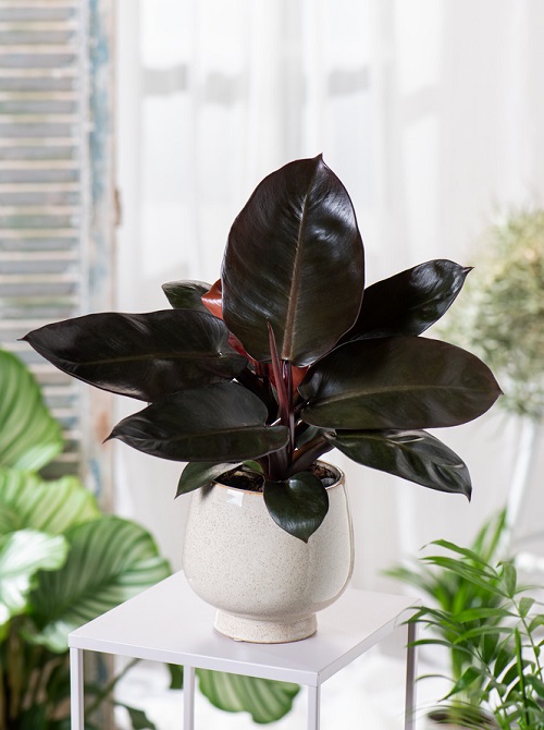 beautiful Black Vines and Trailing Plants 5