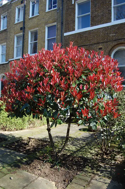 Special Mention: Tree with Red New Growth
