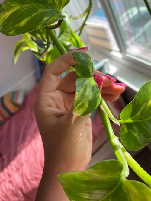Excessive Fertilization damage