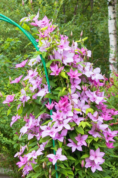 Stunning Vines with Pink Trumpet Flowers