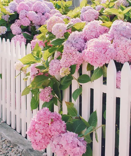Pink Hydrangea Meaning and Symbolism