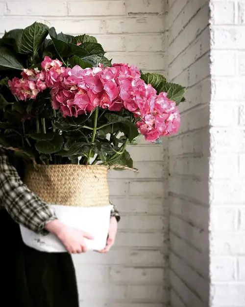 Pink Hydrangea Meaning and Symbolism - Spiritual Interpretations
