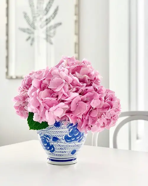 Pink Hydrangea Meaning and Symbolism - Folklore and Mythology