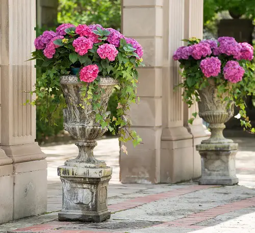 Pink Hydrangea Meaning and Significance - Cultural Connection