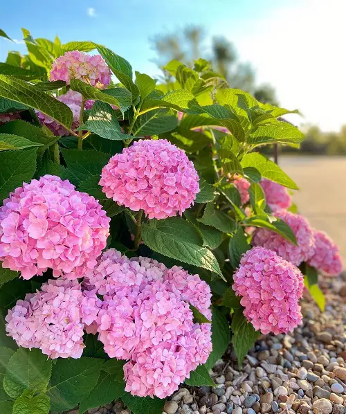 Pink Hydrangea Meaning and Symbolism