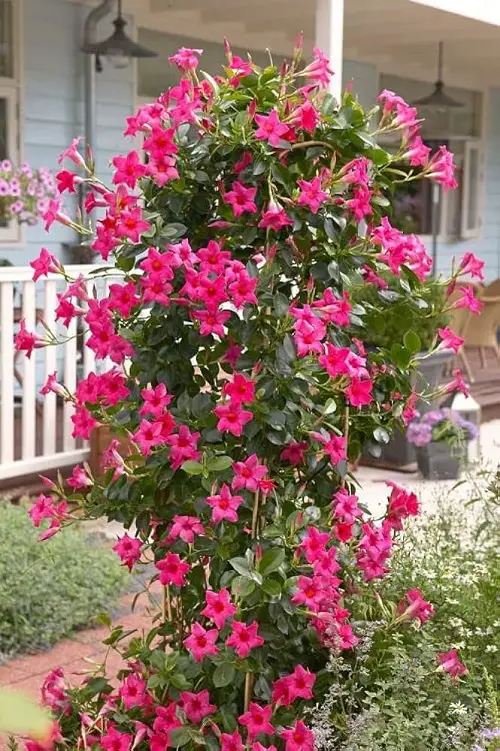 best Stunning Vines with Pink Flowers