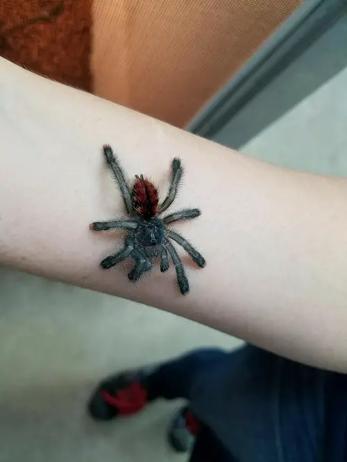 Pink-toed Tarantula Tattoo Tattoo 35